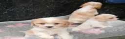 Cavapoo dogs for sale: Beautiful Cavapoo pups for sale - Advert 3
