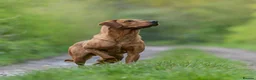 Labrador Retriever dogs for sale: working line Labrador retriever  - Advert 32