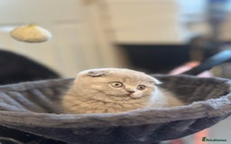 Scottish Fold cats for sale: Gorgeous Scottish kittens available  - Image 2
