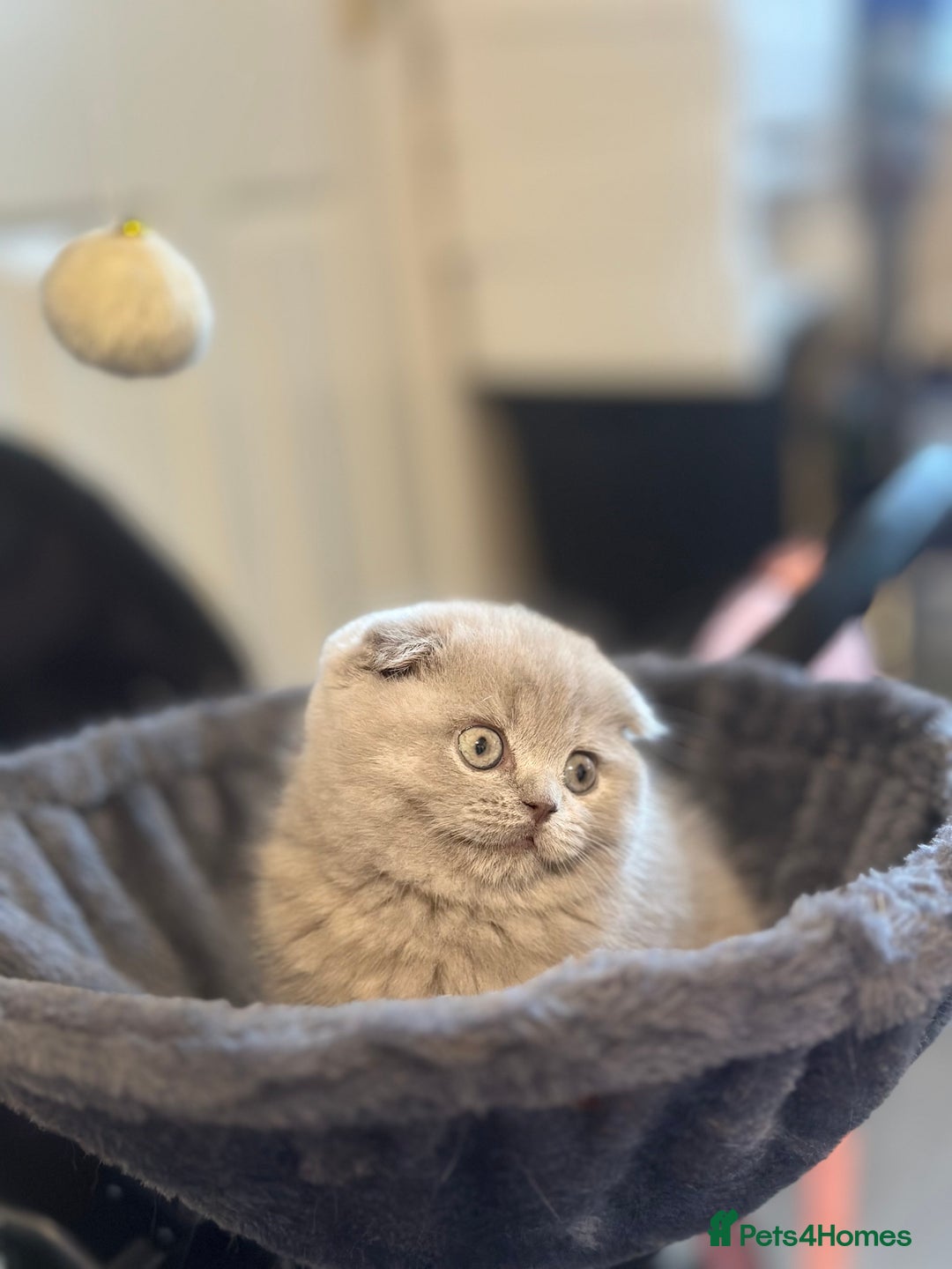 Scottish Fold cats for sale: Gorgeous Scottish kittens available  - Image 2