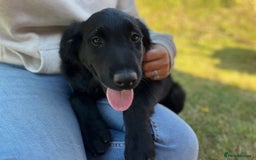 Golden Retriever dogs for sale: Beautiful Golden Retriever x Border Collie Puppies - Image 12