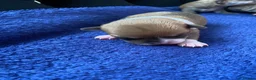 Chihuahua dogs for sale: Chihuahua puppies 3 💙Ánd 2🩷 - Advert 4