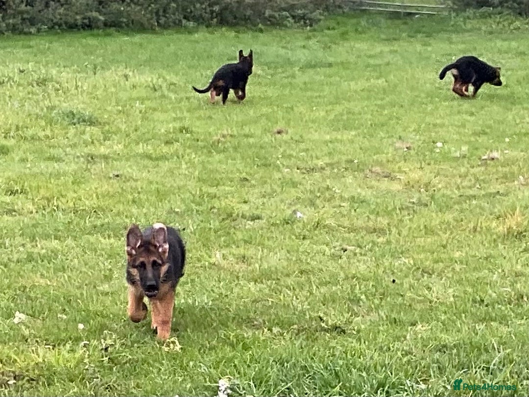 German Shepherd dogs for sale: 25 years experience breeding German Shepherds  - Image 16