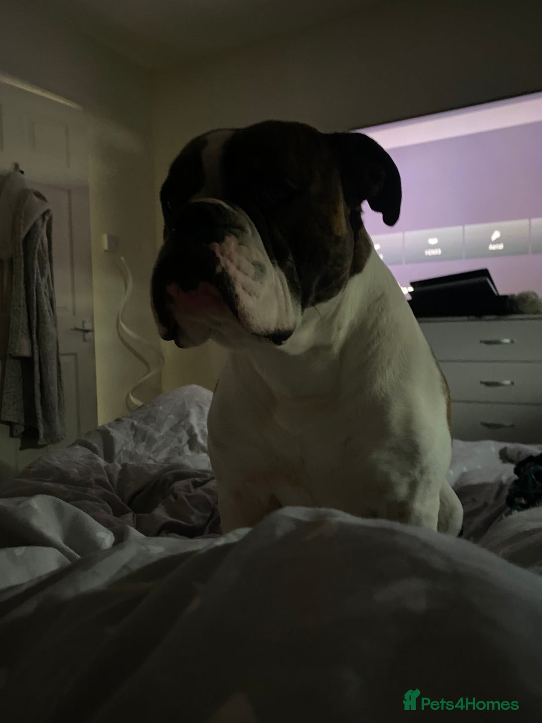 Mixed Breed dogs for sale: boxer/american bulldog - Advert 4