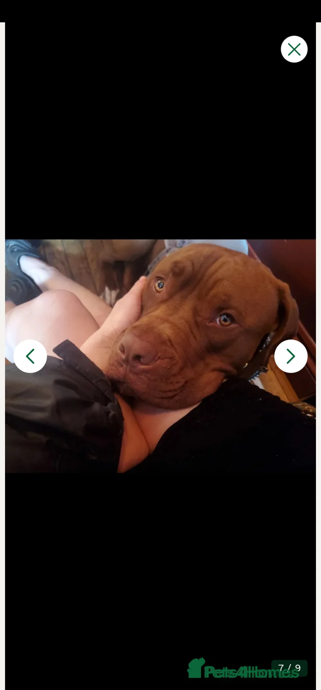 Mixed Breed dogs for sale: ROCCO - Advert 2