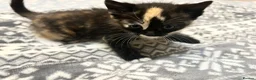 Mixed Breed cats for sale: 4 tiny bundles of chaos and cuddles  - Advert 18