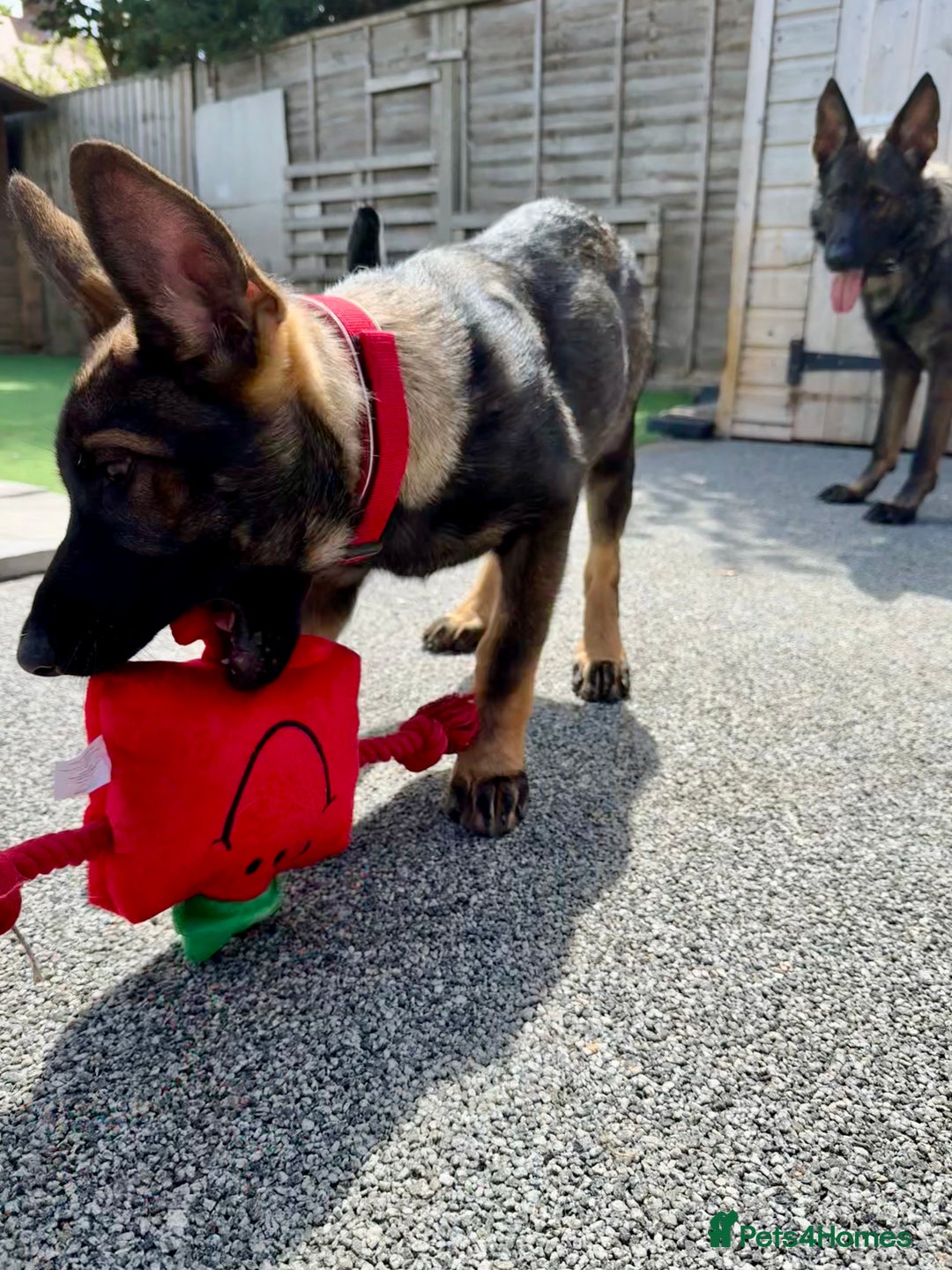 German Shepherd dogs for sale: **TOP QUALITY CZECH GERMAN SHEPHERD PUPS KC REG** - Image 4