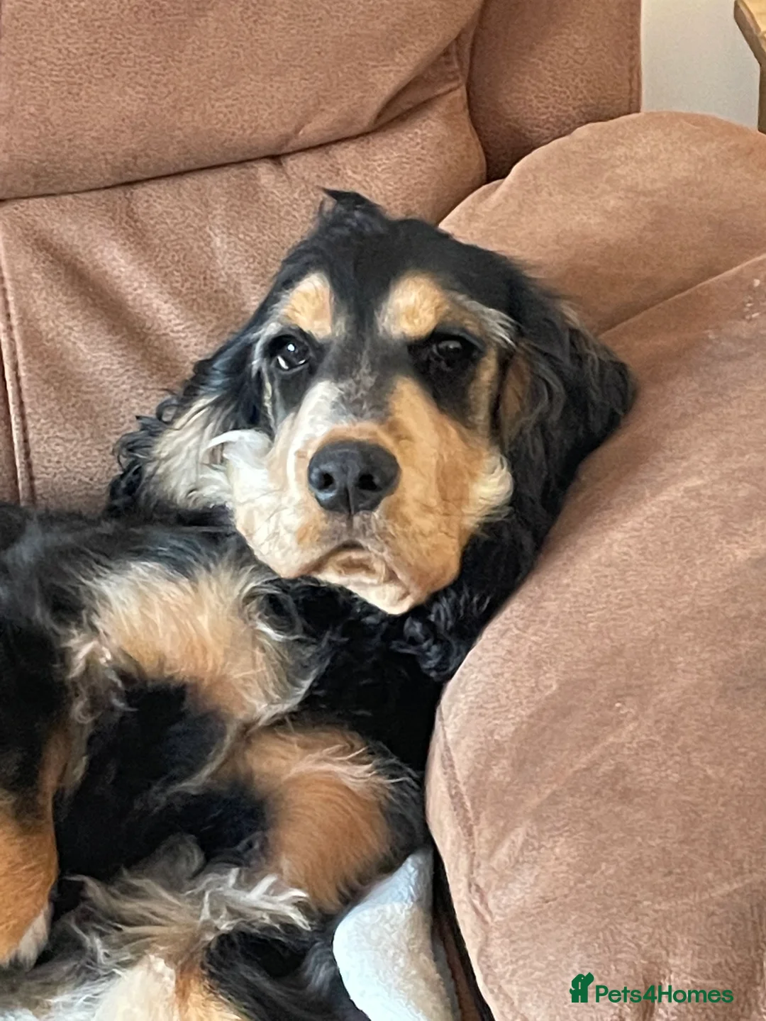 Cocker Spaniel dogs for stud: Show type cocker spaniel in Braintree - Advert 6