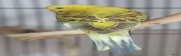 Budgerigars birds for sale: Outstanding pet baby budgies priced from £40 - Advert 23