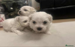 Maltese dogs for sale: 3 Maltese puppy’s  - Image 12