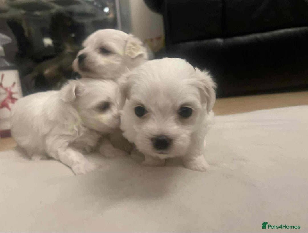 Maltese dogs for sale: 3 Maltese puppy’s  - Image 12