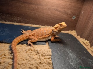Bearded Dragon reptiles - Advert 2
