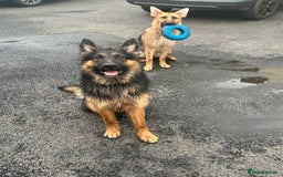 German Shepherd dogs for sale: 6 beautiful German Sheperd puppies  - Image 12