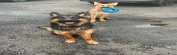 German Shepherd dogs for sale: 6 Beautiful straight back German Sheperd puppies  - Advert 12