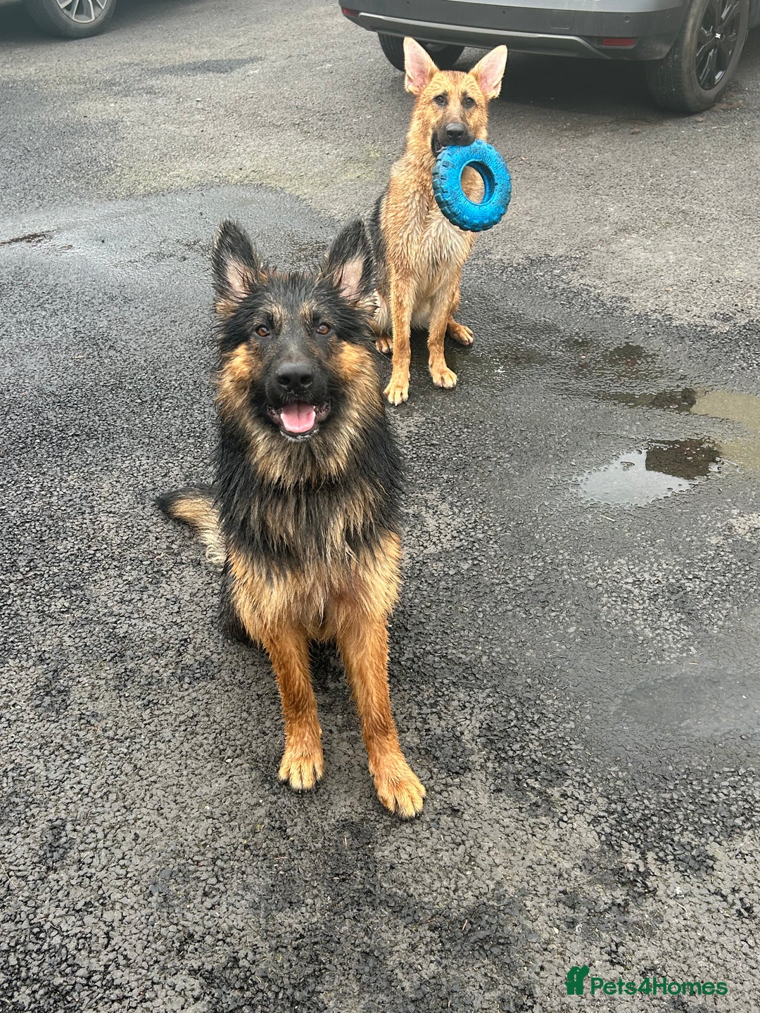 German Shepherd dogs for sale: 6 beautiful German Sheperd puppies  - Image 12