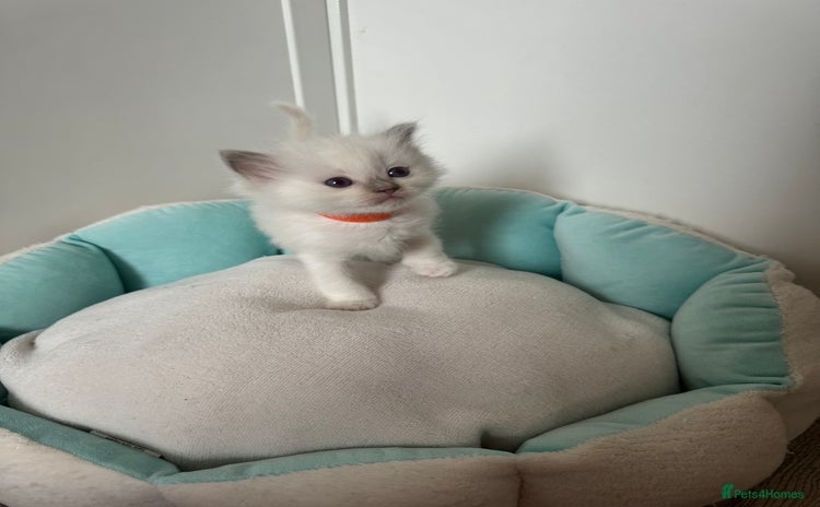 Ragdoll cats - Advert 4