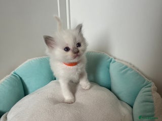 Ragdoll cats Pedigree Championship GCCF Ragdoll Kittens - Advert 4