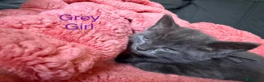 Grey girl 