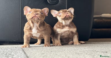 French Bulldog dogs - Advert 12