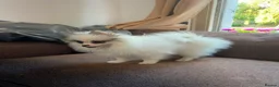 Pomeranian dogs for sale: Pomeranian Boy left Price Reduce! - Advert 4