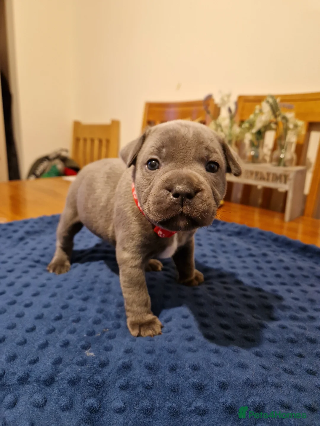 Staffordshire Bull Terrier dogs for sale: Staffordshire bull terrier blue-white - Advert 3