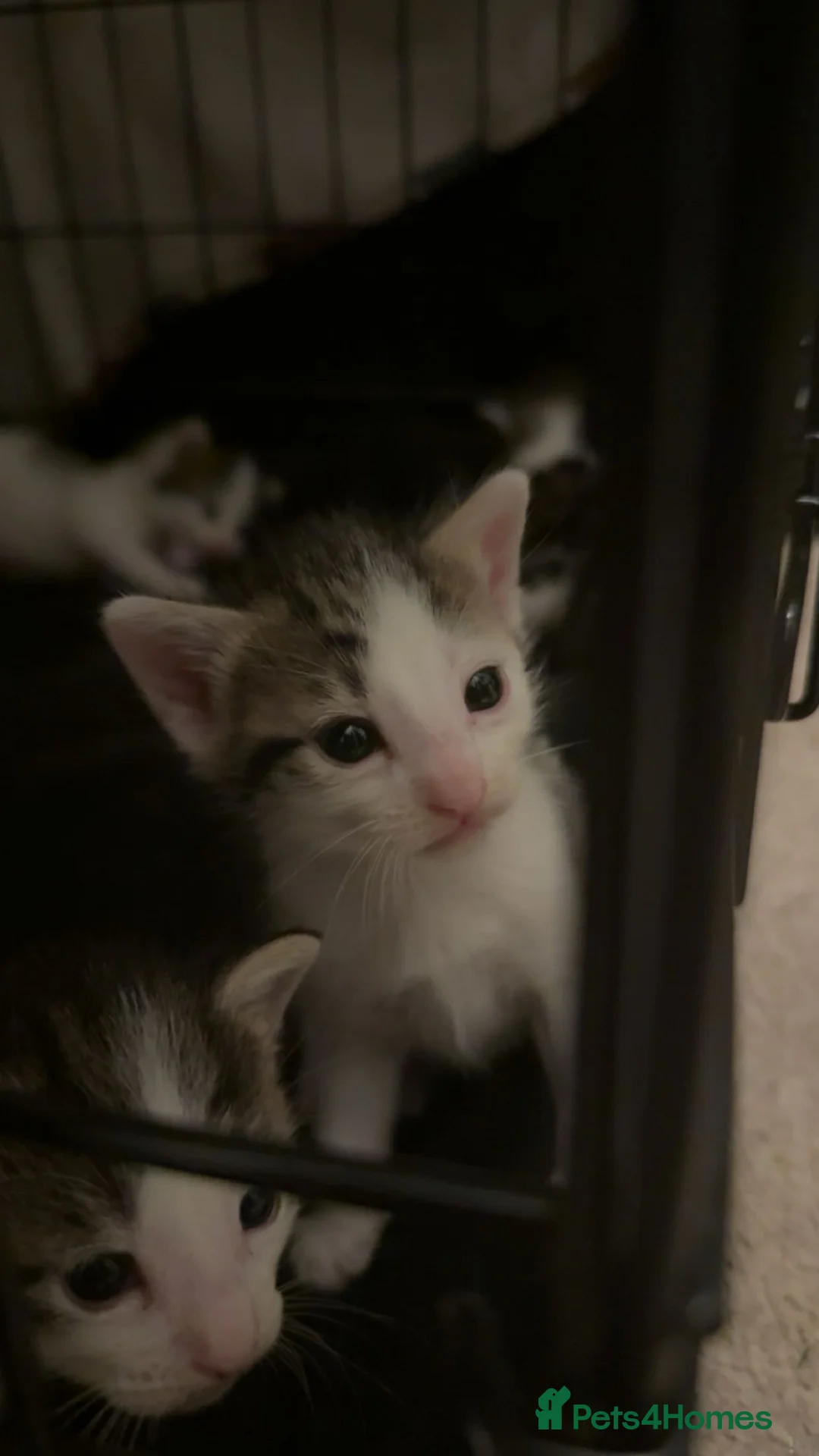 Mixed Breed cats for sale: 5 beautiful kittens  - Advert 2