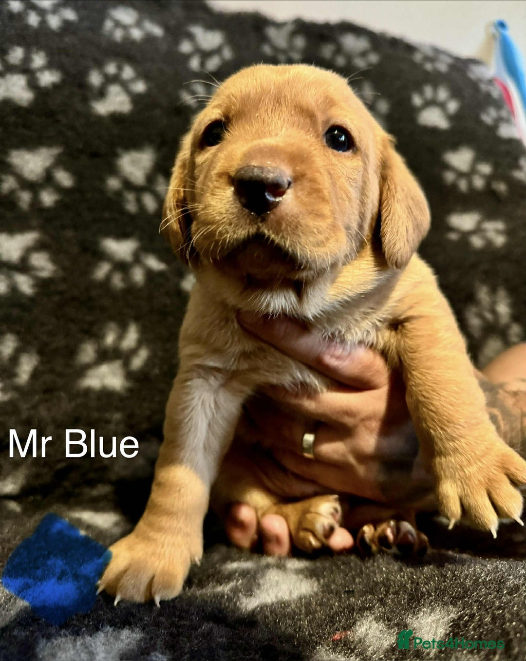 Labrador Retriever dogs for sale: Dudley Fox Red Labradors with FTCH in lineage - Advert 13