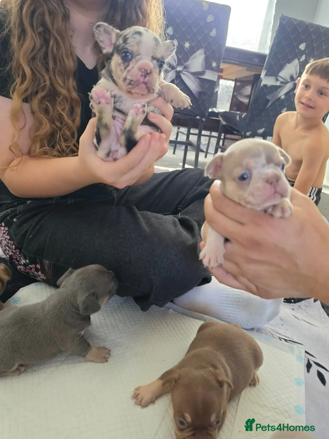 French Bulldog dogs for sale: French bulldog - Advert 2