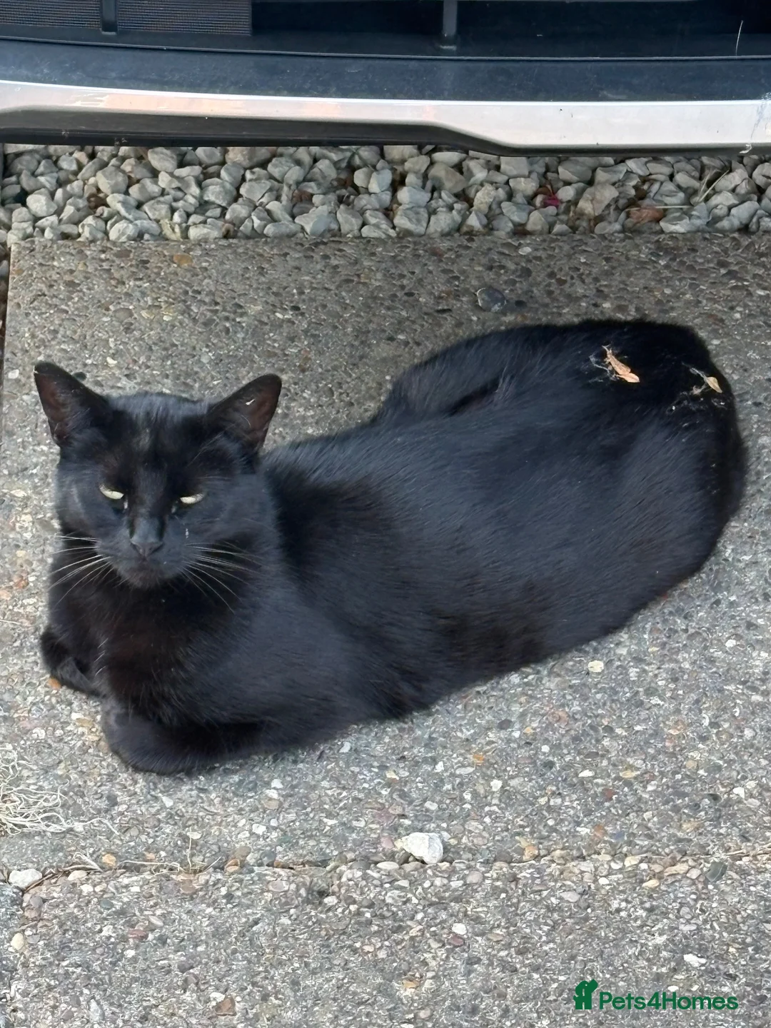Domestic Shorthair cats for sale: Mitsy and Tiny in Immingham - Advert 1