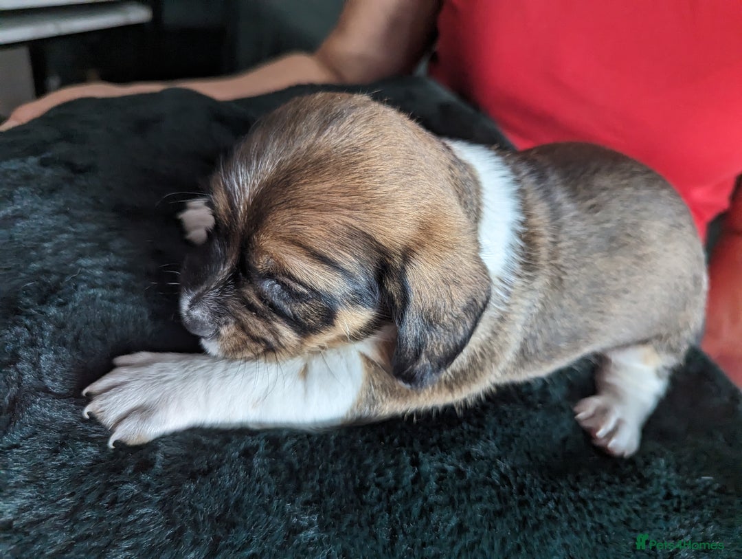 Mixed Breed dogs for sale: Shweenie puppies for sale - Image 16