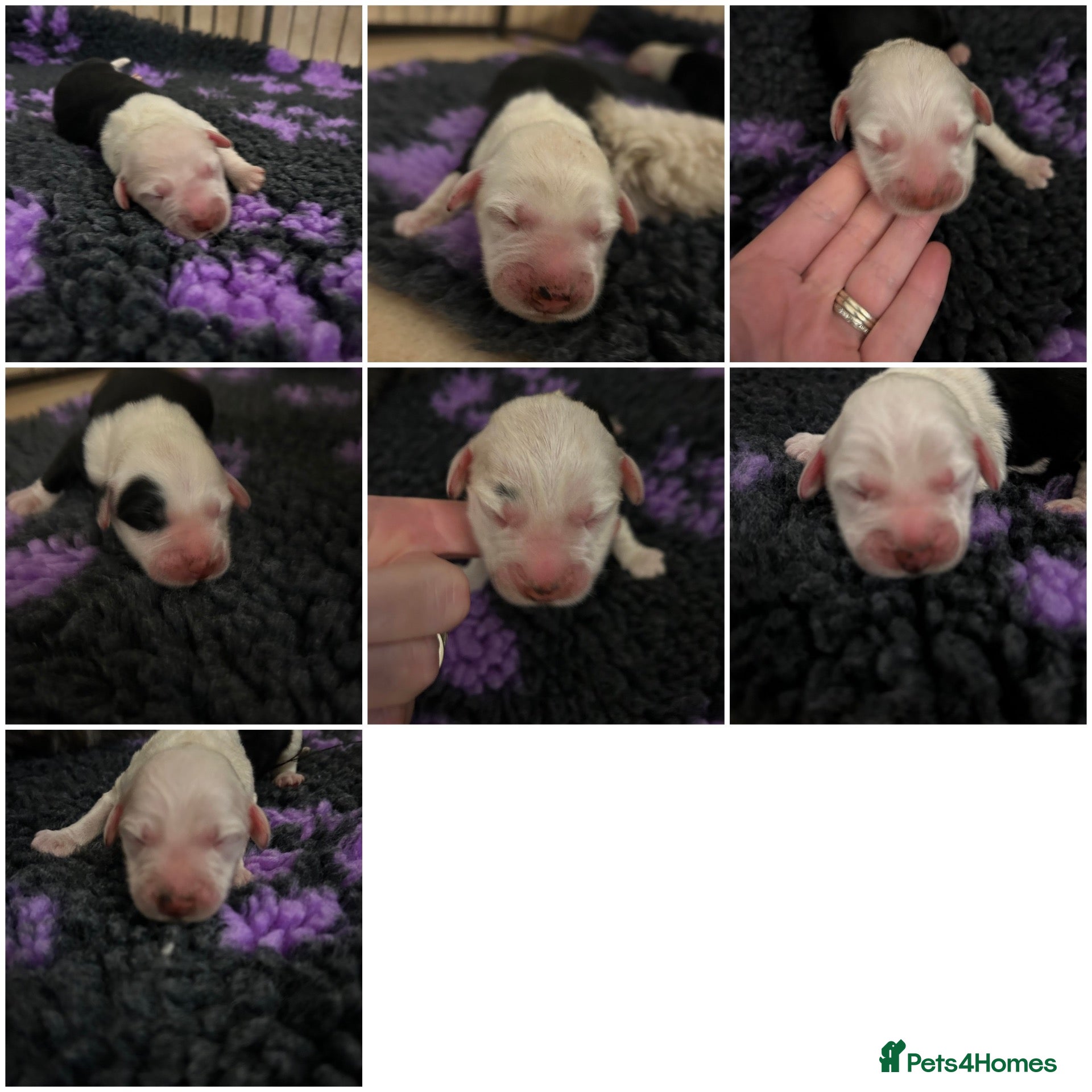 Old English Sheepdog dogs Old English sheepdog puppies! 2 girls available  - Advert 3