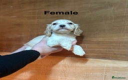 Cocker Spaniel dogs for sale: Cocker spaniel puppies  - Image 3