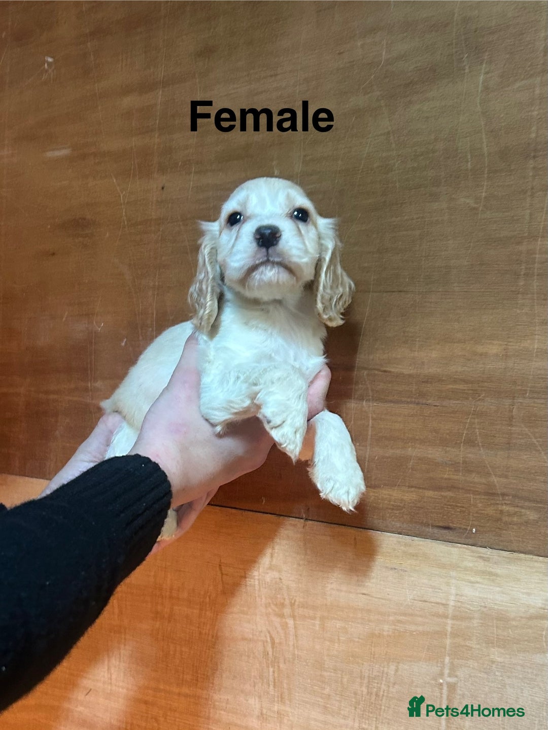Cocker Spaniel dogs for sale: Cocker spaniel puppies  - Image 3