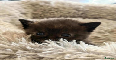 Mixed Breed cats - Advert 7