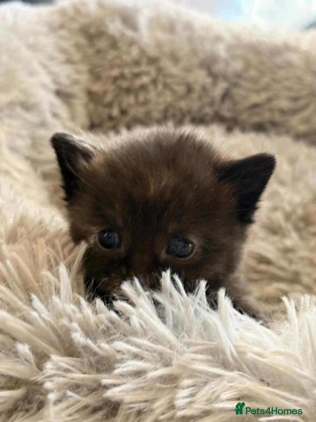 Mixed Breed cats for sale: kittens for sale  - Image 3