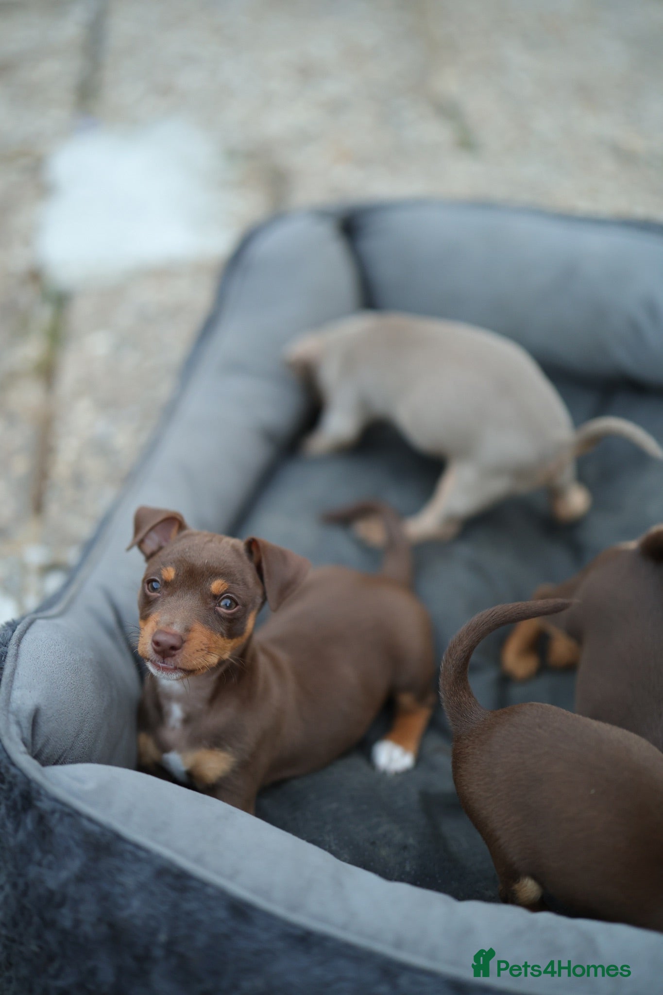 Jack Russell dogs Beautiful Jack Russell puppies for sale - Advert 1