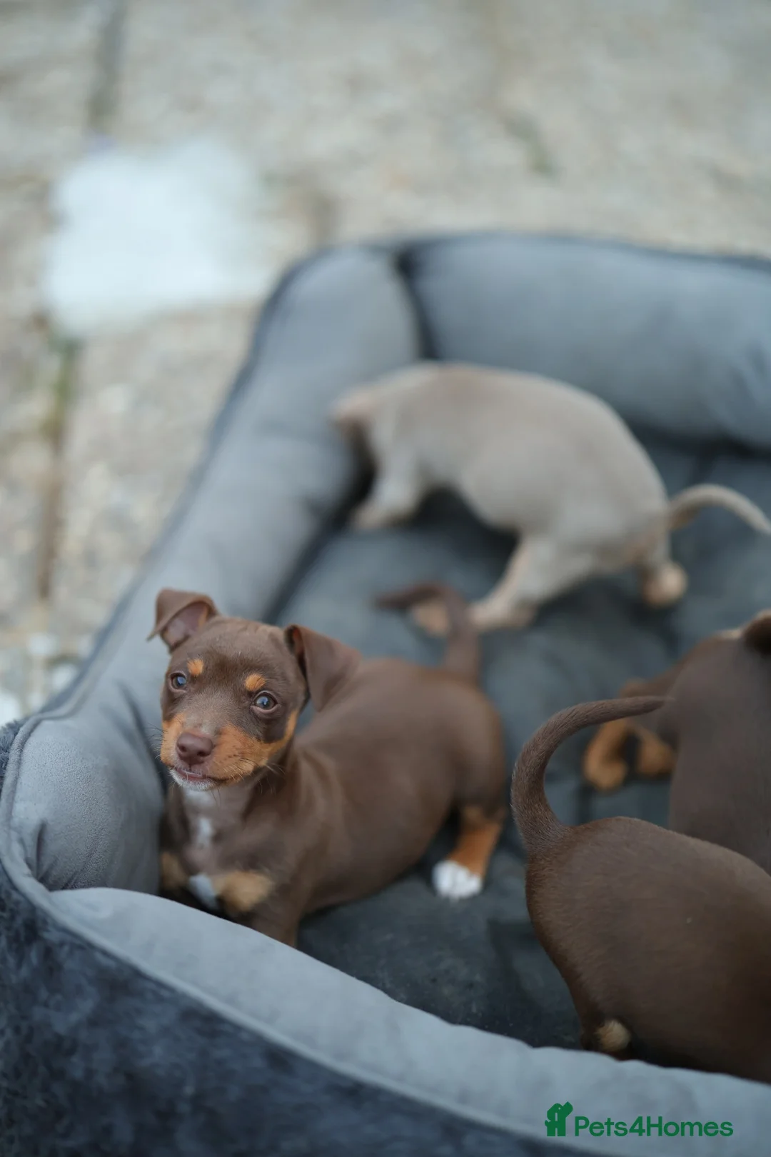 Jack Russell dogs for sale: Beautiful Jack Russell puppies for sale - Advert 1