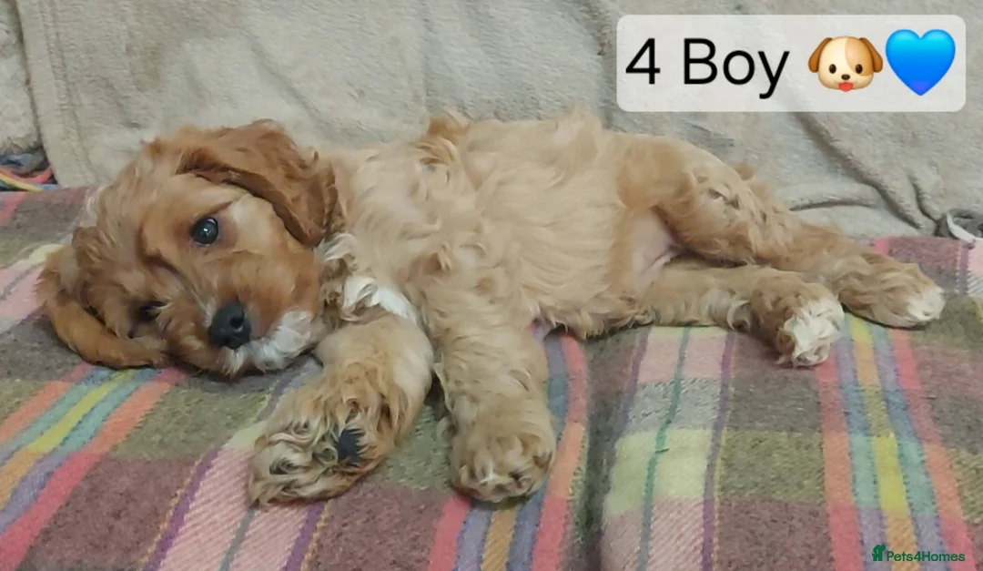 Cavapoo dogs for sale: Cavapoo Bundles of Joy 🥰 - Advert 3