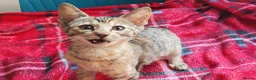 Mixed Breed cats for sale: Best Friends in Training! Bengal x sphynx  - Advert 23