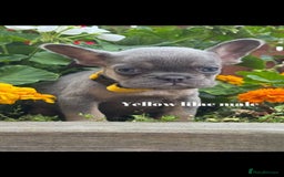 French Bulldog dogs for sale: Beautiful fluffy/ fluffy carrier Frenchie pups  - Image 28