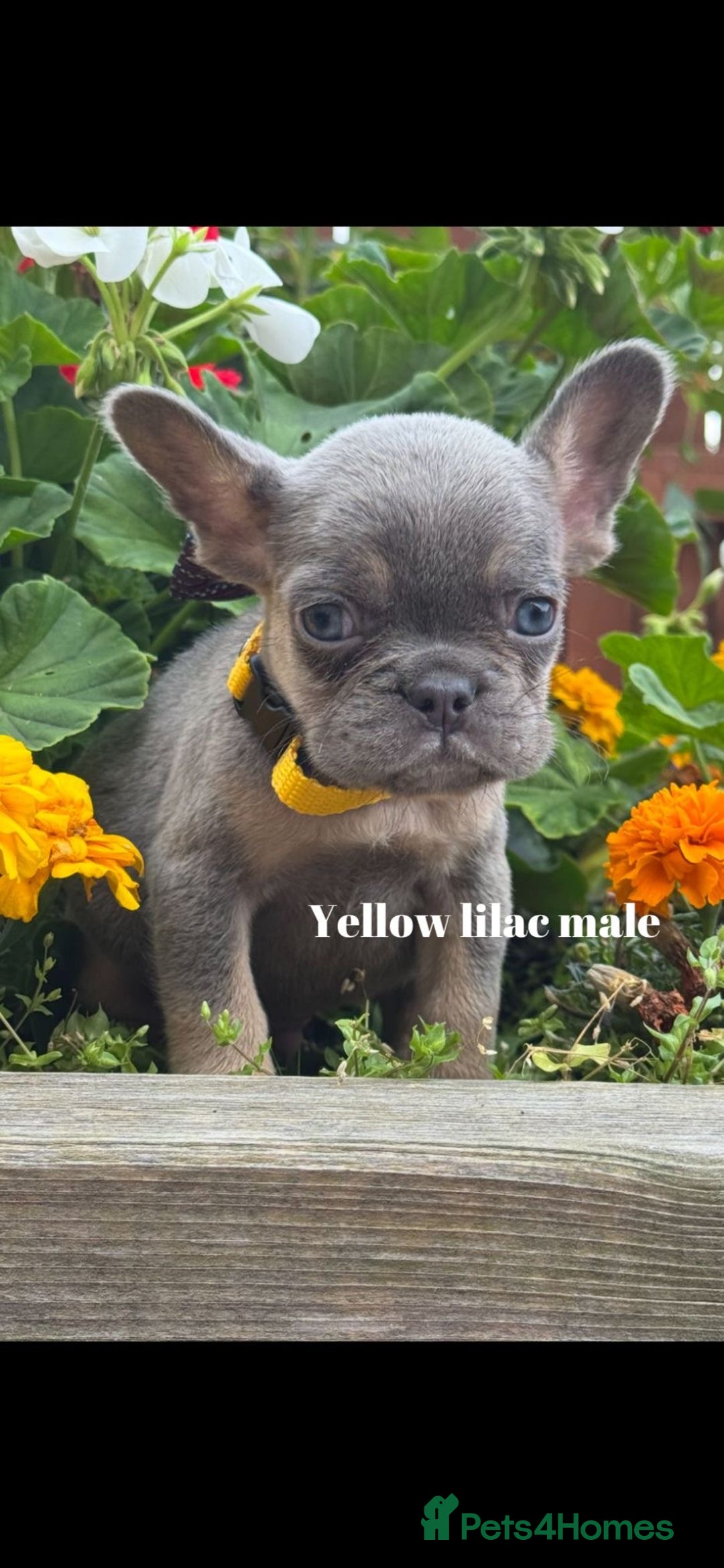 French Bulldog dogs for sale: Beautiful fluffy/ fluffy carrier Frenchie pups  - Image 28