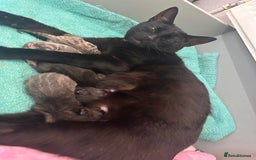 Domestic Shorthair cats for sale: 2 beautiful males - Image 6