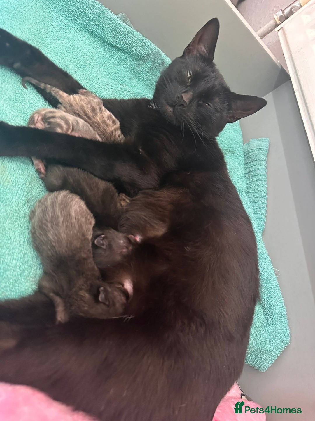 Domestic Shorthair cats for sale: 2 beautiful males - Image 6