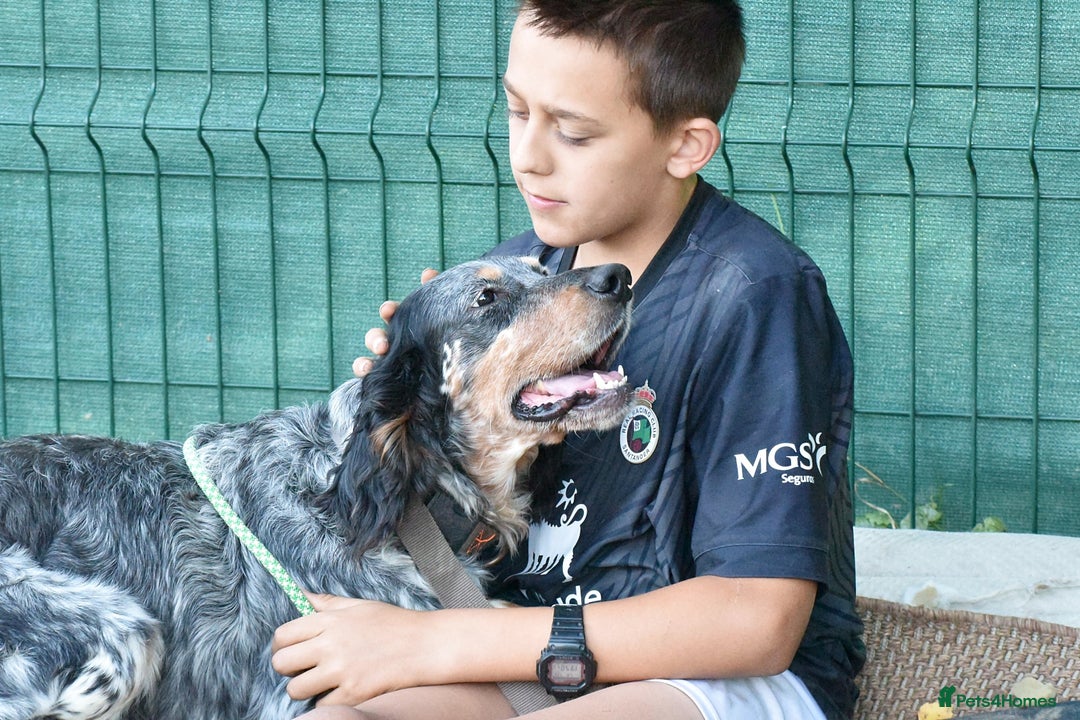 English Setter dogs for adoption: Hasgar - Image 10
