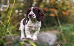 Cocker Spaniel dogs for sale: Beautiful Cocker Spaniel Puppy - Image 1