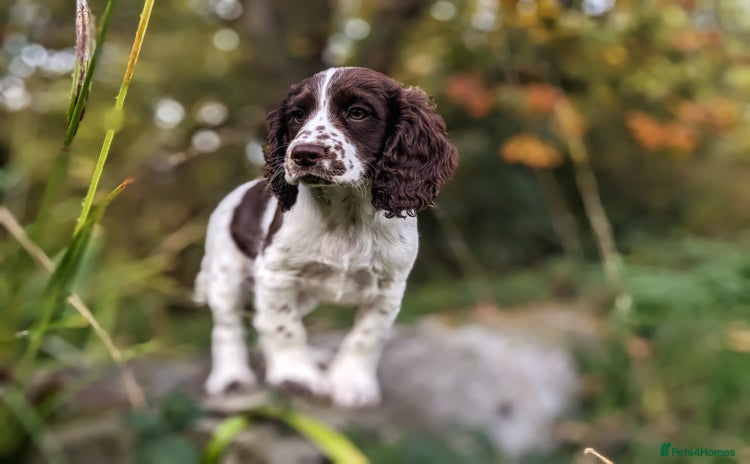 Cocker Spaniel dogs - Advert 7