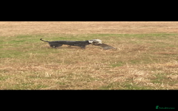 Bedlington Terrier dogs for stud: Bedlington terrier for std in Barnsley - Image 4
