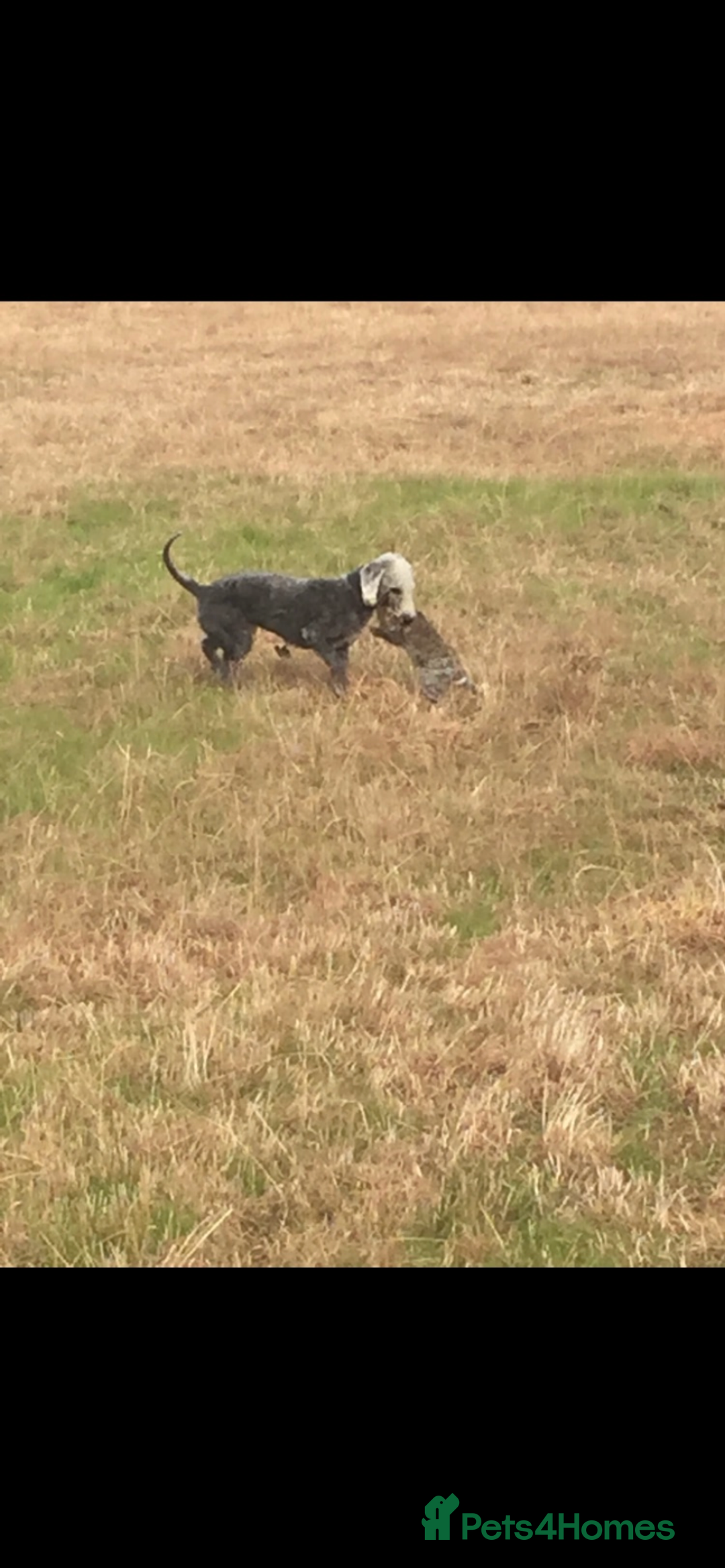 Bedlington Terrier dogs for stud: Bedlington terrier for std in Barnsley - Image 4