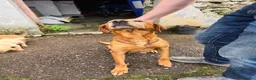 Labrador Retriever dogs for sale: Kc registered labrador pups in Omagh - Advert 1