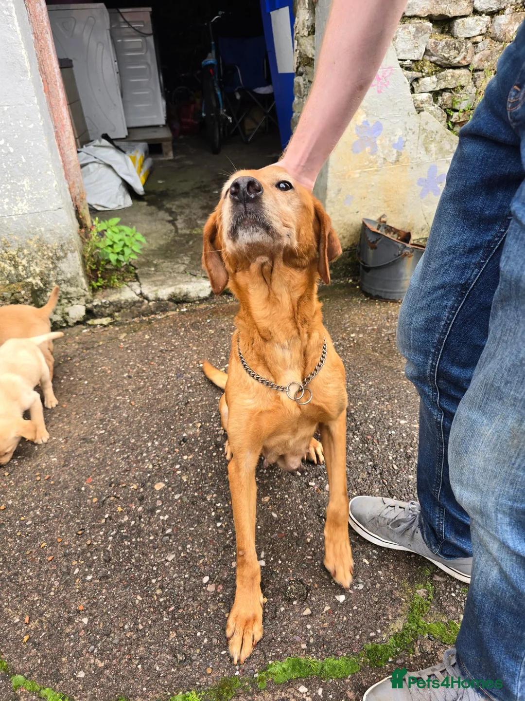 Labrador Retriever dogs for sale: Kc registered labrador pups in Omagh - Advert 1